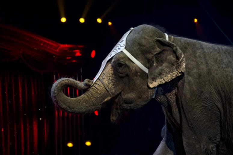circus elephant circus elephant