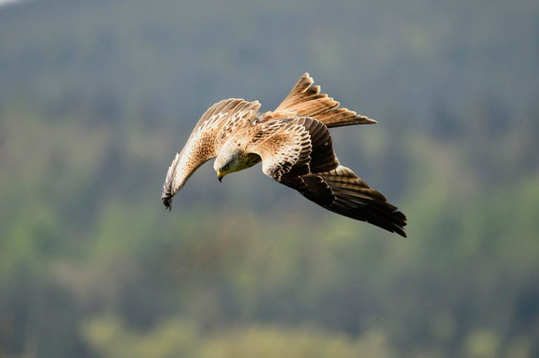Diving bird-hawk Diving bird-hawk