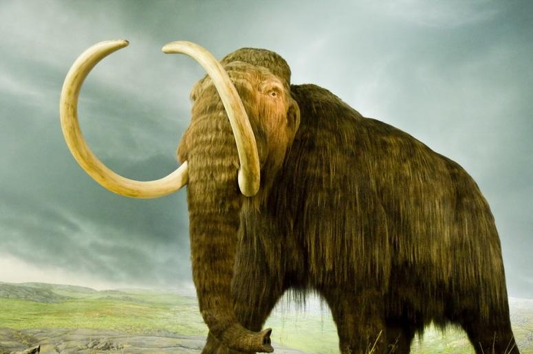 mammoth mammoth