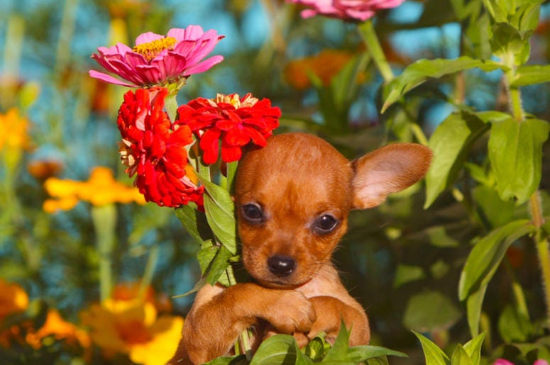 Puppy with flowers Puppy with flowers