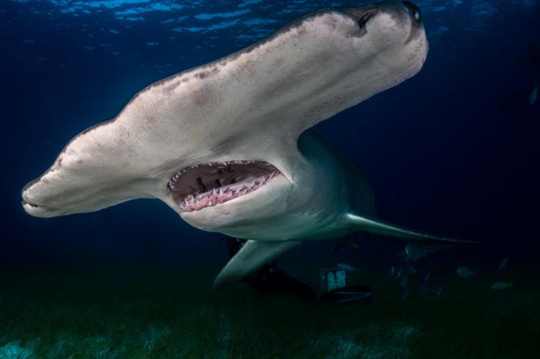 Hammerhead shark Hammerhead shark
