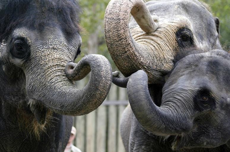 elephants elephants