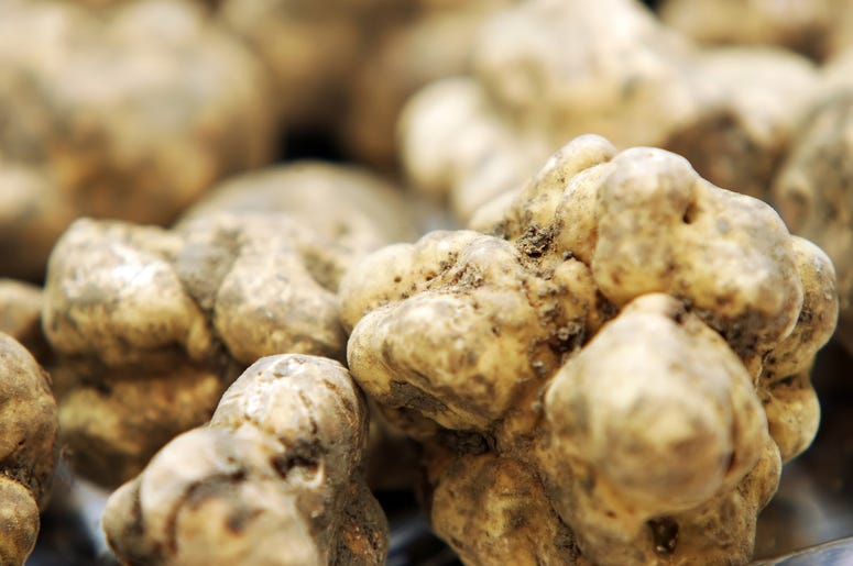 White Truffle White Truffle