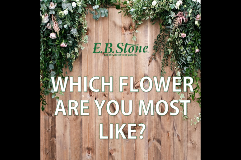 EB Stone