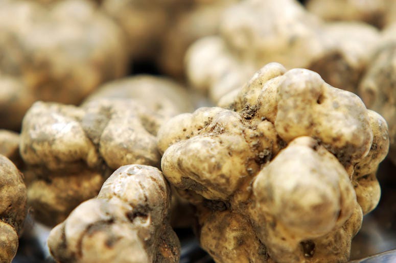 White Truffle White Truffle