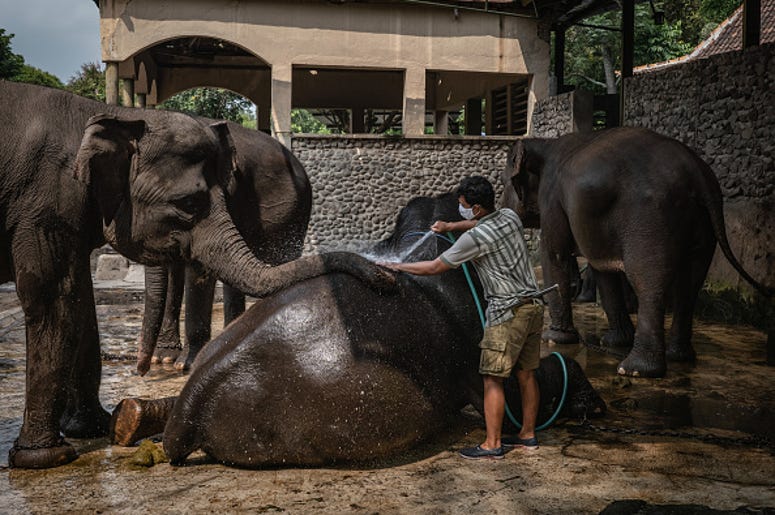 Ulet Ifansasti / Stringer Editorial #: 1211852967 Collection: Getty Images News Date created: May 05, 2020 Ulet Ifansasti / Stringer Editorial #: 1211852967 Collection: Getty Images News Date created: May 05, 2020