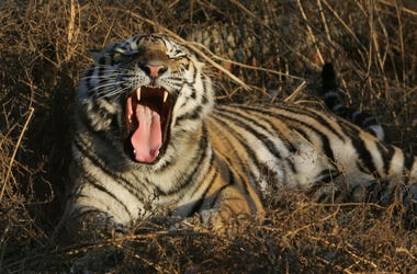 tiger