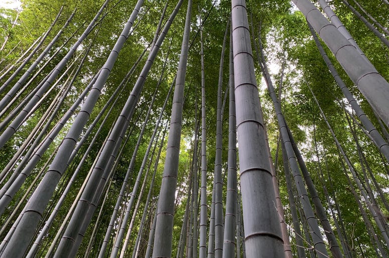 Arashiyama Bamboo Grove
