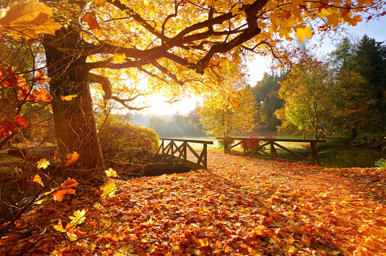 Fall, Autumn, Weather, Rural, Forest, Leaves Fall, Autumn, Weather, Rural, Forest, Leaves