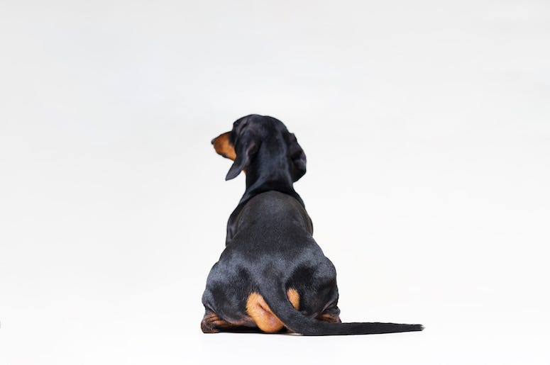 Dachshund, Tail, Behind Dachshund, Tail, Behind
