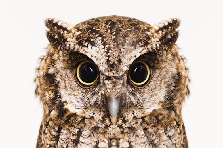 Owl, Eyes, High Resolution Owl, Eyes, High Resolution