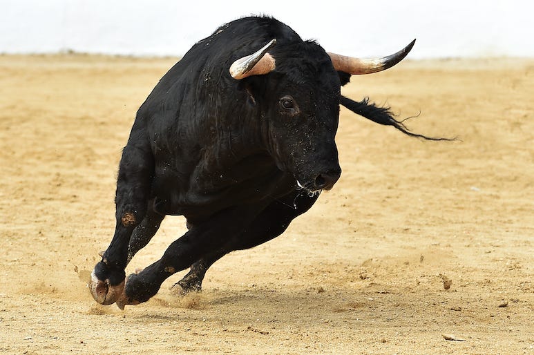 Bull, Spanish Bull, Bullriding, Arena Bull, Spanish Bull, Bullriding, Arena