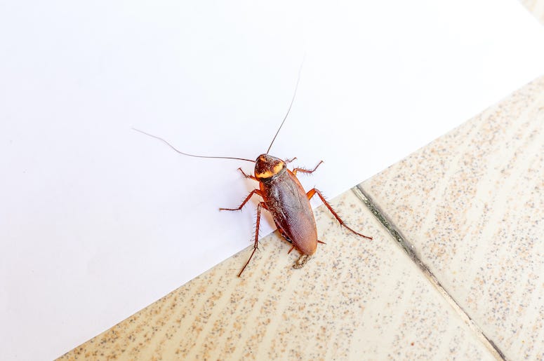 Cockroach, Tiled Floor, White Wall Cockroach, Tiled Floor, White Wall