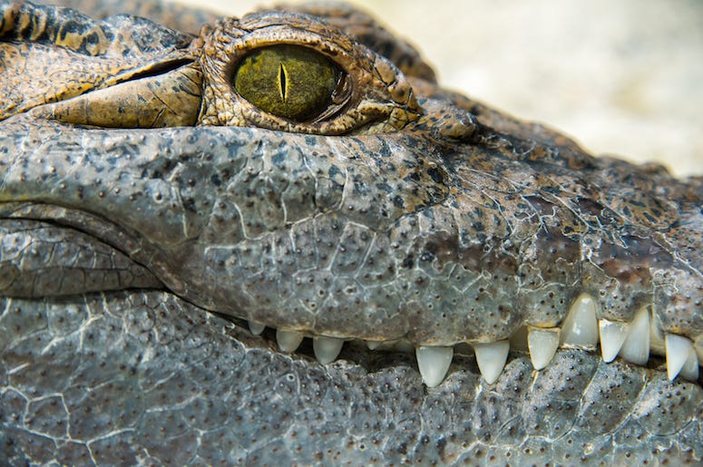 Alligator, Eye, Close Up Alligator, Eye, Close Up