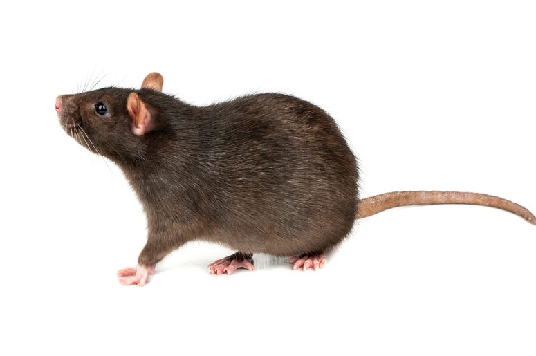 (andregric/iStock/ Getty Images Plus) Grey rat