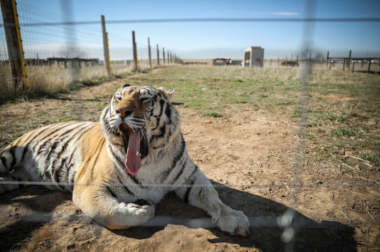(Marc Piscotty/Getty Images) tiger yawns while lying down on ground