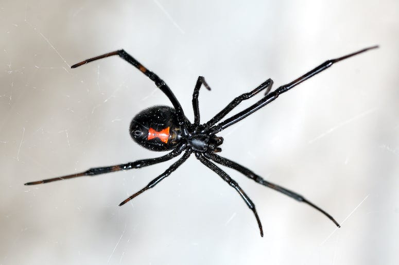 Black Widow, Spider, Web, Close-Up Black Widow, Spider, Web, Close-Up