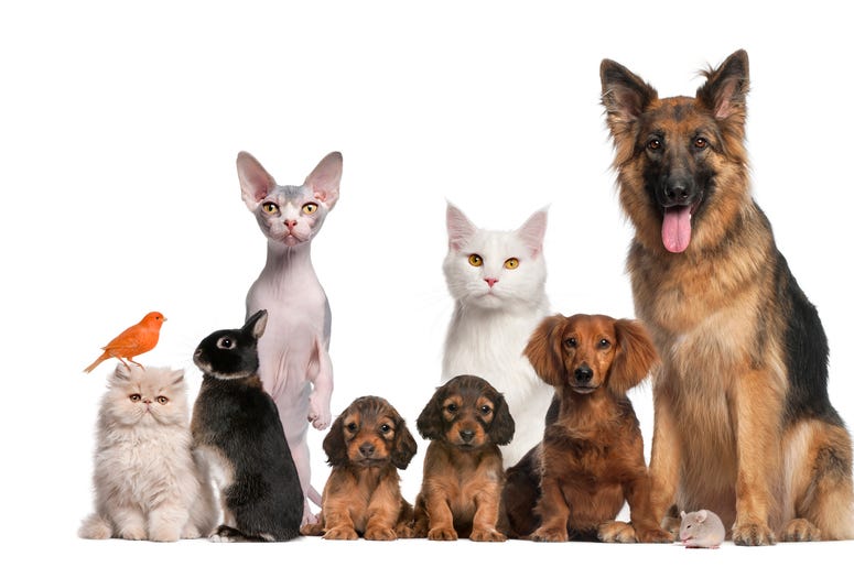 (GlobalP/ iStock/ Getty Images Plus) Group of pets: dog, cat, bird, rabbit