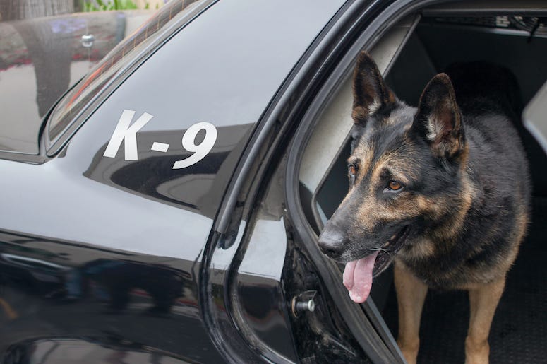 K9 Officer, Police, Dog, Car, Backseat K9 Officer, Police, Dog, Car, Backseat