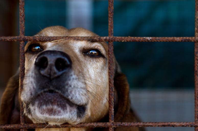 Dog, Puppy, Animal Shelter, Cage Dog, Puppy, Animal Shelter, Cage