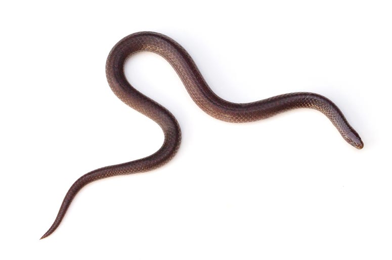(epantha/ iStock/ Getty Images Plus) Eastern Wormsnake (Carphophis amoenus) on a white background