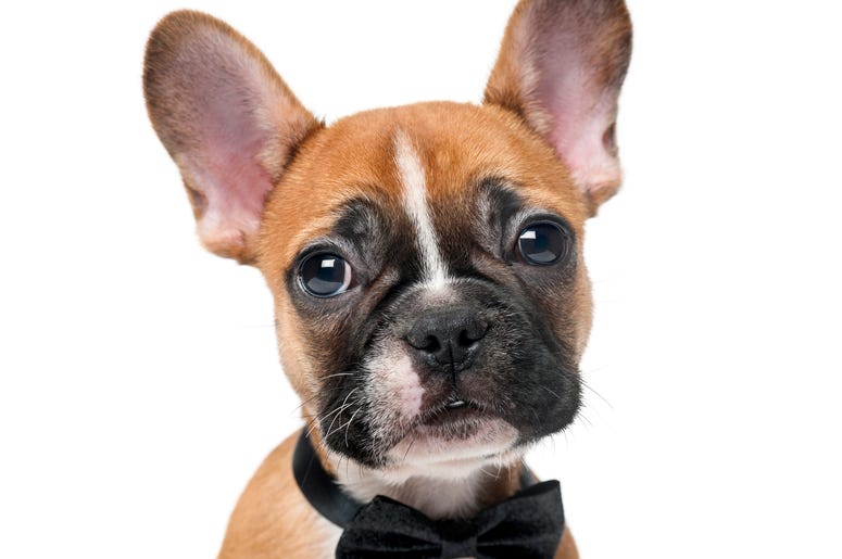 (GlobalP/ iStock/ Getty Images Plus) French Bulldog puppie wearing a bowtie