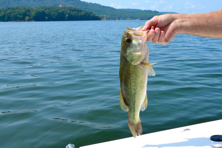 Freshwater, Large Mouth, Bass, Fish, FIshing, Caught Freshwater, Large Mouth, Bass, Fish, FIshing, Caught