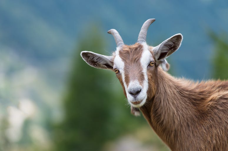 Goat, Stare, Funny Goat, Stare, Funny