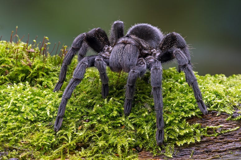 Brazilian Black Velvet Tarantula, Outdoors, Grass, Black, Giant, Spider, Mossy Log Brazilian Black Velvet Tarantula, Outdoors, Grass, Black, Giant, Spider, Mossy Log