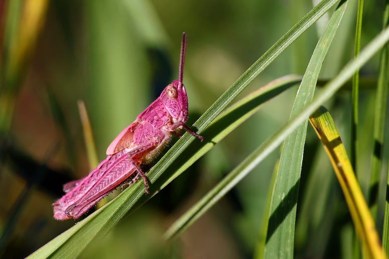 Pink Grasshopper, Chorthippus parallelus, Grasshopper, Grass, Close Up Pink Grasshopper, Chorthippus parallelus, Grasshopper, Grass, Close Up