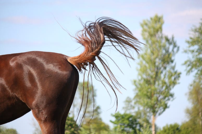Horse, Tail, Outside, Waving, Wind Horse, Tail, Outside, Waving, Wind