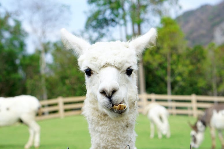 Llama, Alpaca, Farm, Funny Llama, Alpaca, Farm, Funny