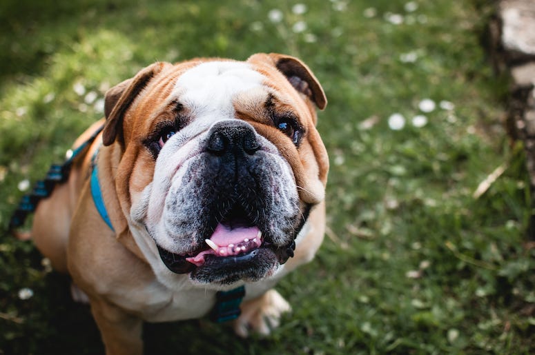 Bulldog, English Bulldog, Grass, Smile Bulldog, English Bulldog, Grass, Smile
