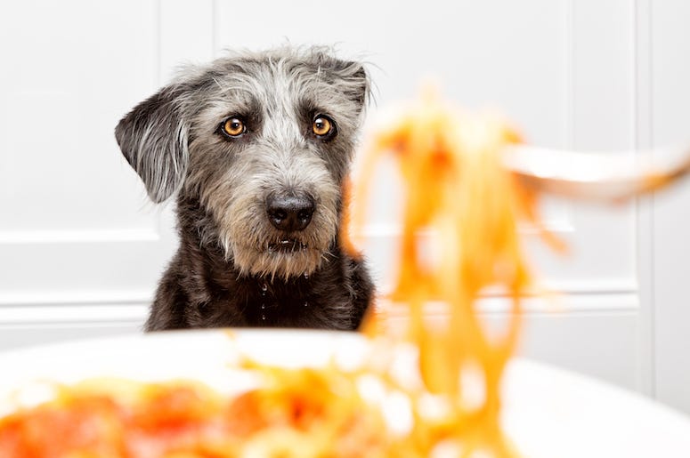 Dog, Spaghetti, Plate, Food Dog, Spaghetti, Plate, Food