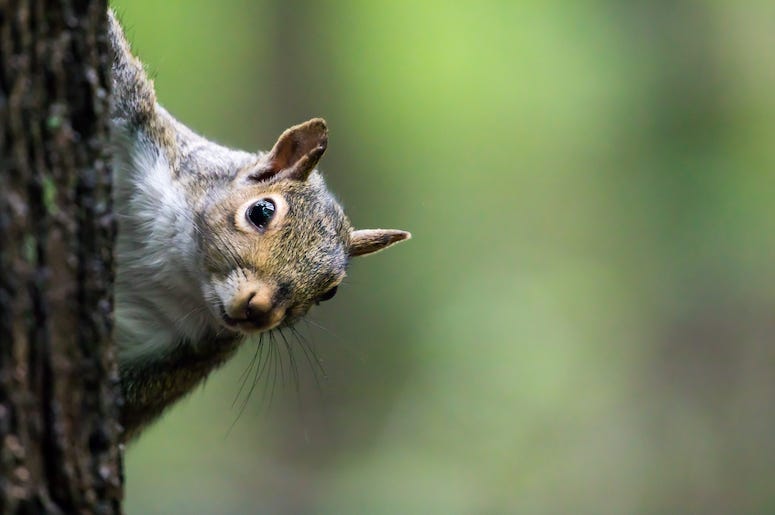 Squirrel, Eastern Gray Squirrel, Tree Squirrel, Eastern Gray Squirrel, Tree