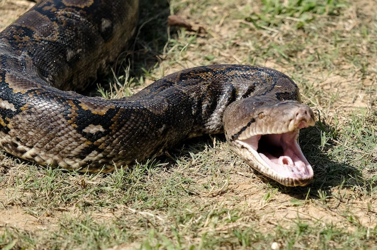 Snake, Bite, Strike, Grass, King Cobra Snake, Bite, Strike, Grass, King Cobra