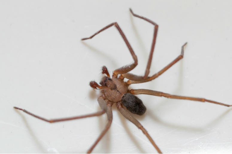 Brown Recluse Spider Brown Recluse Spider