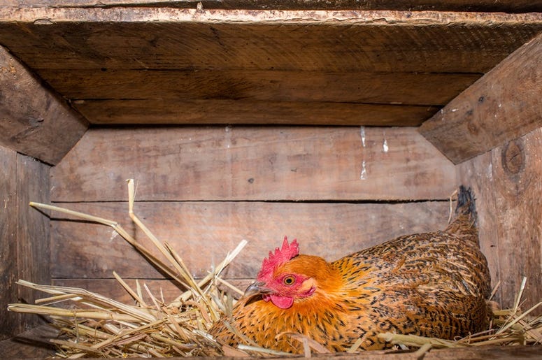 Chicken Coop chicken_coop
