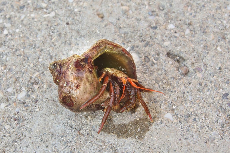 Crab crab