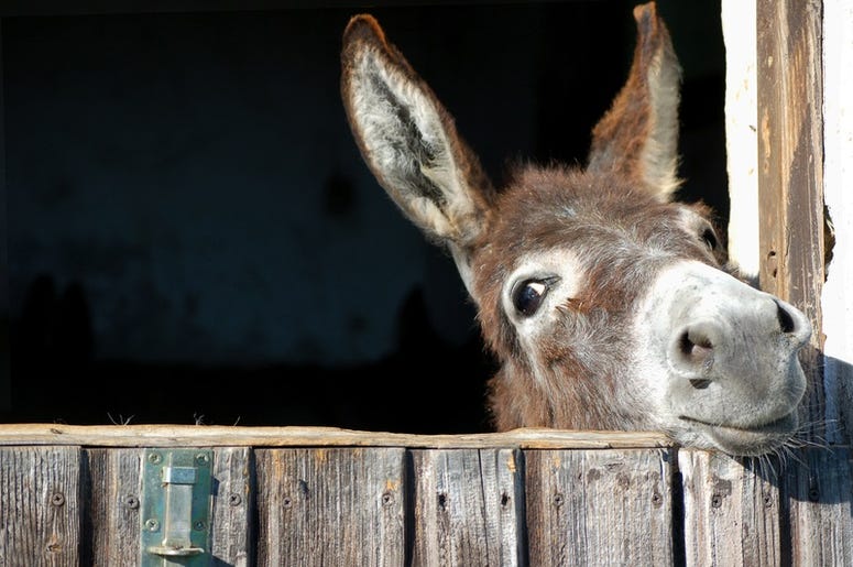 Donkey donkey
