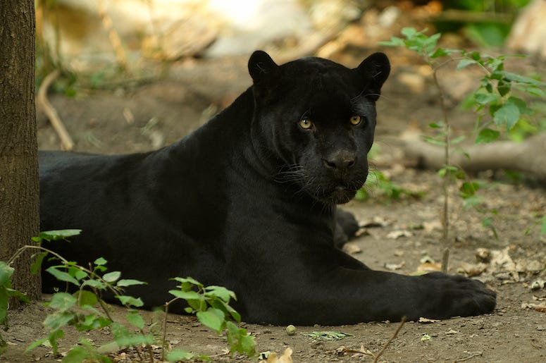 Black Jaguar, Shade, Lying Down, Tree Black Jaguar, Shade, Lying Down, Tree
