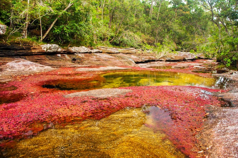 Caño Cristales River caño_cristales