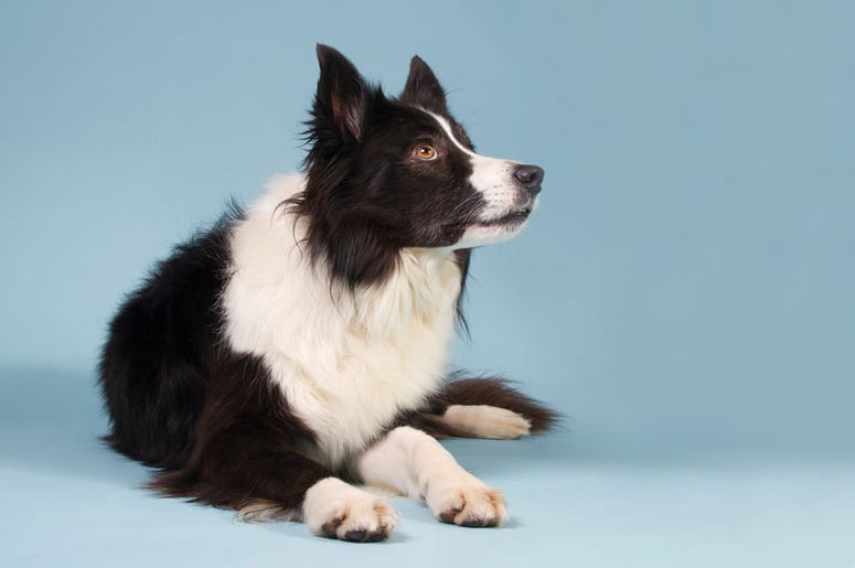 Border Collie border_collie