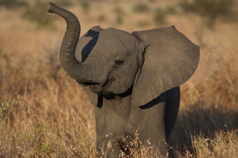 Baby Elephant baby_elephant