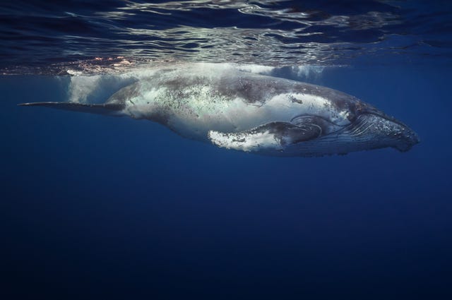Humpback Whale humpback_whale
