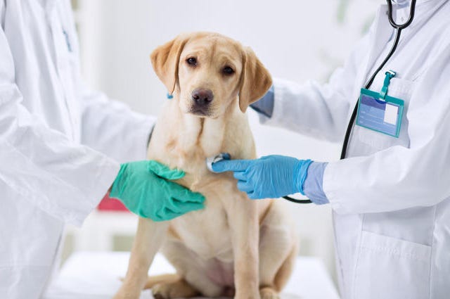 Dog At Vet Dog At Vet