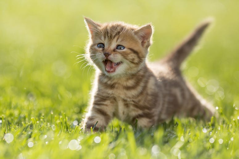 Kitten kitten