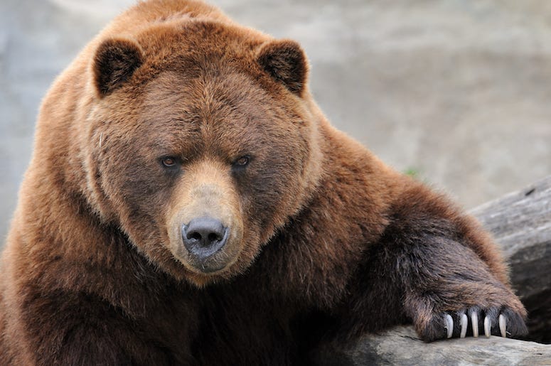 Brown Bear, Paw, Claw, Rock Brown Bear, Paw, Claw, Rock