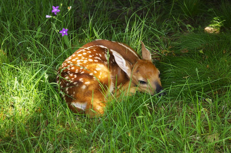 Bambi, Deer, Animal, Disney, Sleeping, Cute Bambi, Deer, Animal, Disney, Sleeping, Cute