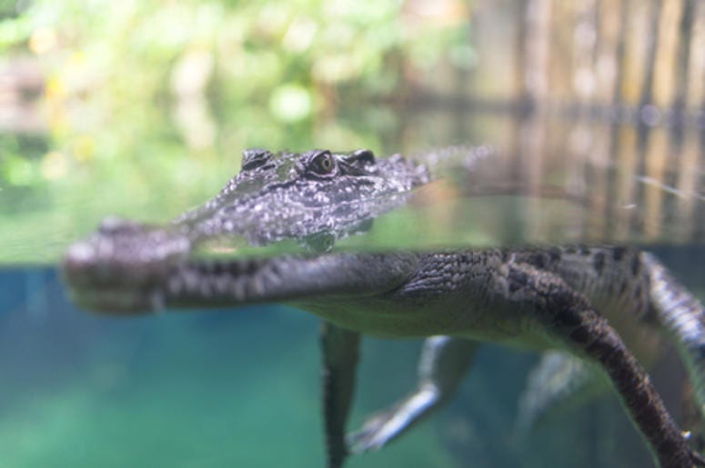 Crocodile Crocodile